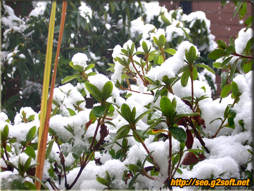 https://seo.g2soft.net/images/20080127_snow.jpg
